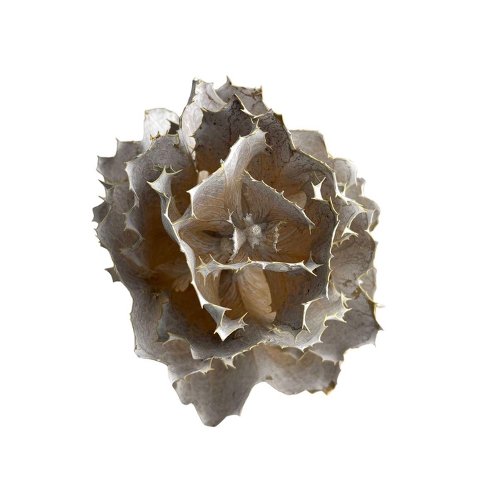 <h4>Hakea White Wash</h4>