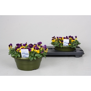 VIO CO PP Y W P WING