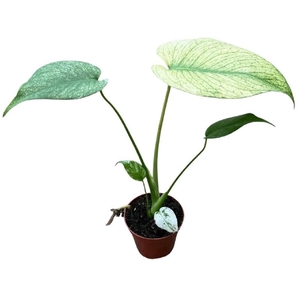 Monstera Mint