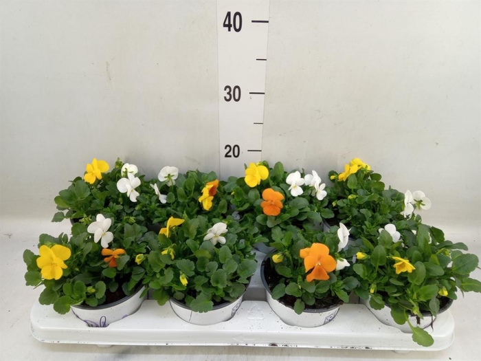 <h4>Viola   ...tricolor</h4>