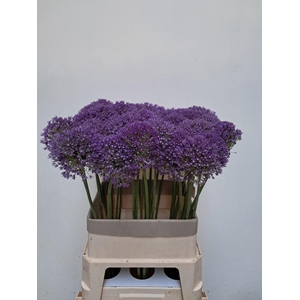 Allium Ambassador