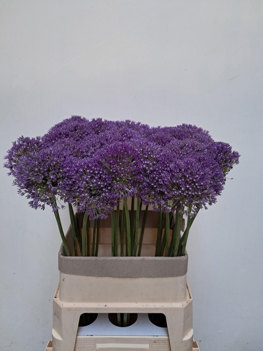 <h4>Allium Ambassador</h4>