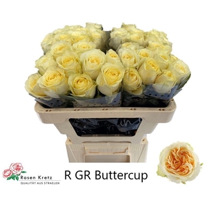 R GR BUTTERCUP