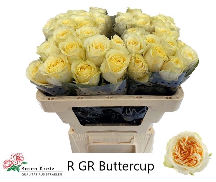 <h4>R GR BUTTERCUP</h4>