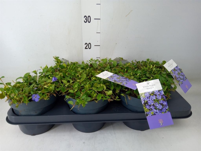 <h4>Vinca minor</h4>