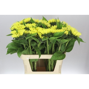 Helianthus An Sunrich Light