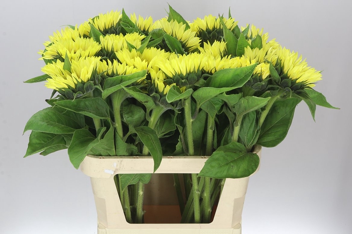 <h4>Helianthus An Sunrich Light</h4>