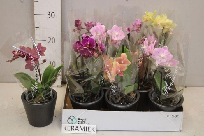 <h4>ARR PHAL 1 TAK</h4>