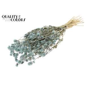 Gomphrena per bunch Light Blue