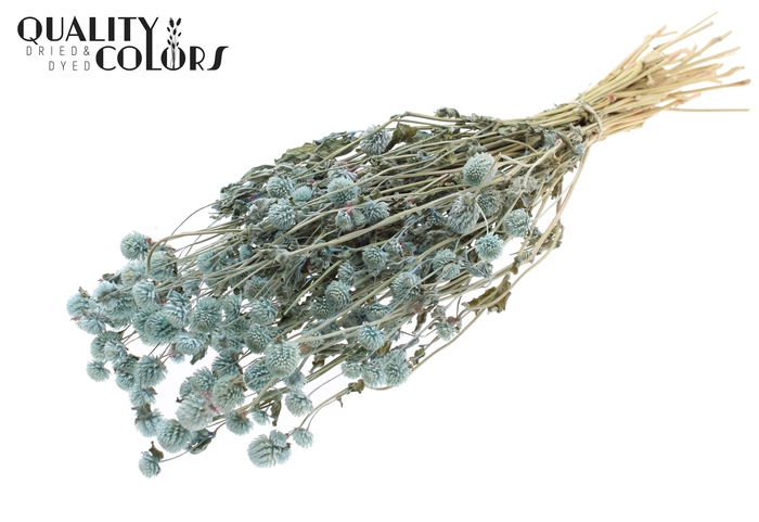 <h4>Gomphrena per bunch Light Blue</h4>