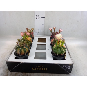 Gymnocalycium mihanov. 'Japan'  mix