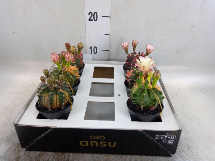 <h4>Gymnocalycium mihanov. 'Japan'  mix</h4>