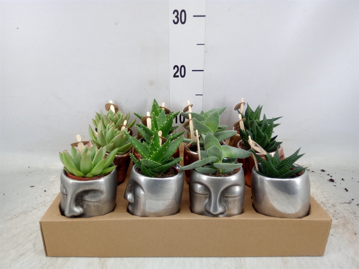 <h4>Succulents   ...mix 3</h4>