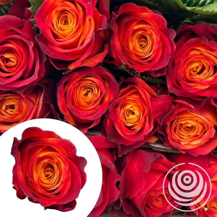 <h4>R Eq Atomic</h4>