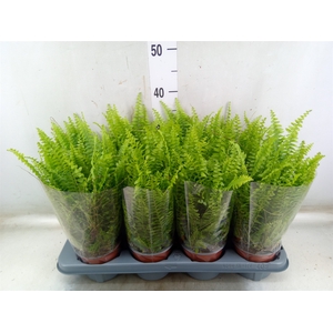 Nephrolepis exal. 'Green Lady'