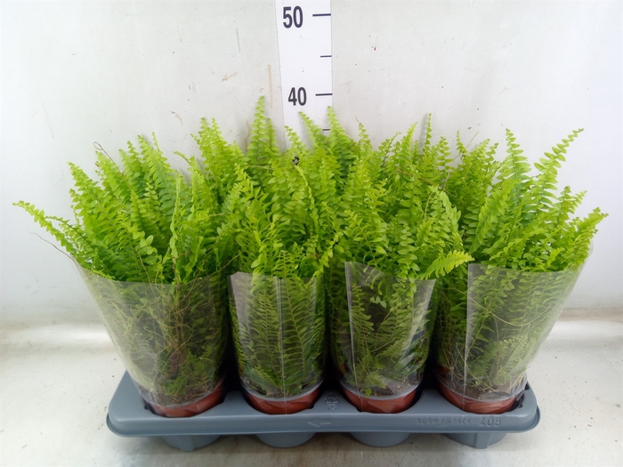 <h4>Nephrolepis exal. 'Green Lady'</h4>