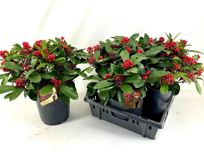 <h4>SKIM J LIPSTICK</h4>