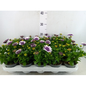 Osteospermum   ...