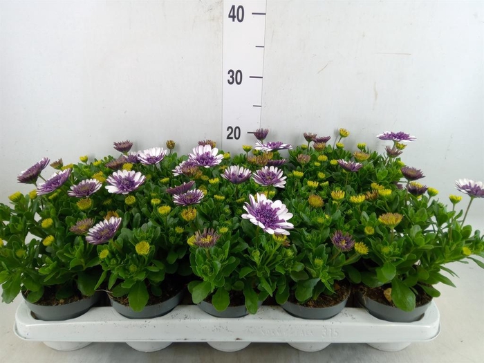 <h4>Osteospermum   ...</h4>