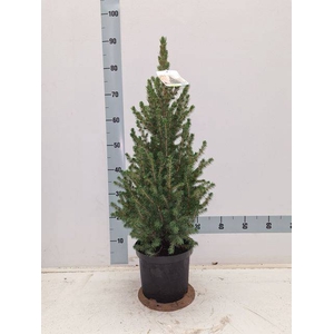 PICEA GL CONICA