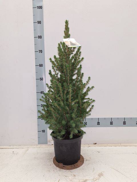 <h4>PICEA GL CONICA</h4>