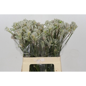 Kangaroo Paw Bush Diamond