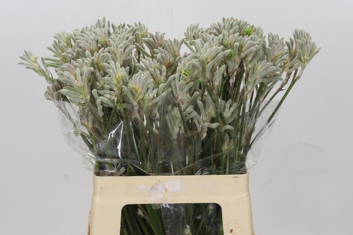 Kangaroo Paw Bush Diamond