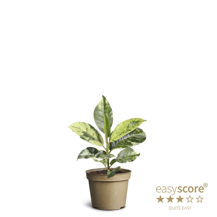 FICUS ELASTICA P6 SHIVEREANA