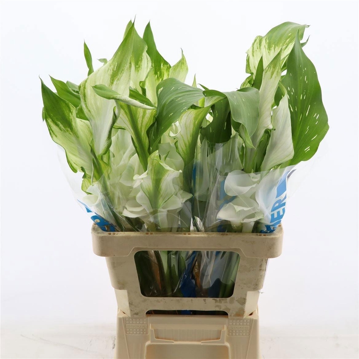 <h4>ZANT CAPT VENTURA</h4>