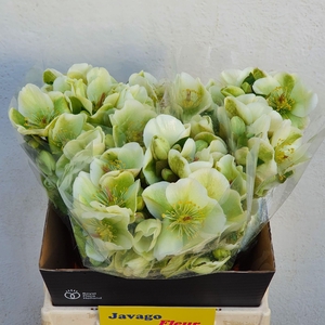 HELL FRK MOLLYS WHIT