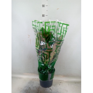 Ficus elastica 'Robusta'