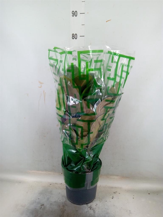 <h4>Ficus elastica 'Robusta'</h4>