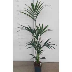 HOWEA FORSTERIANA