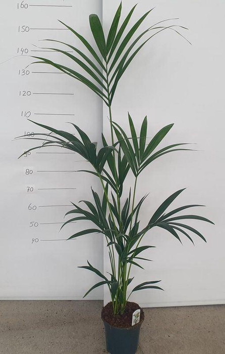 <h4>HOWEA FORSTERIANA</h4>