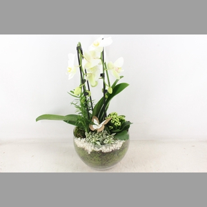 arr2 PL - Glas Henrik phal. wit