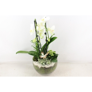 arr2 PL - Glas Henrik phal. wit