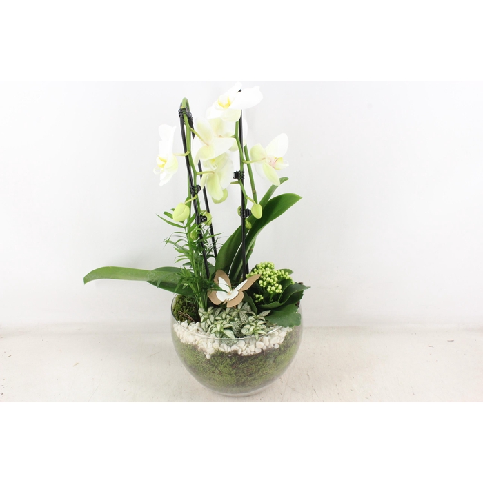 <h4>Arr2 Pl - Glas Henrik Phal. Wit</h4>