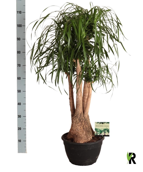 <h4>BEAUCARNEA RECUR</h4>