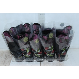 CALATHEA ROSEA PICTA CRIMSON P12