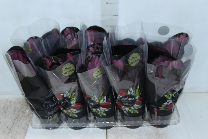 <h4>CALATHEA ROSEA PICTA CRIMSON P12</h4>