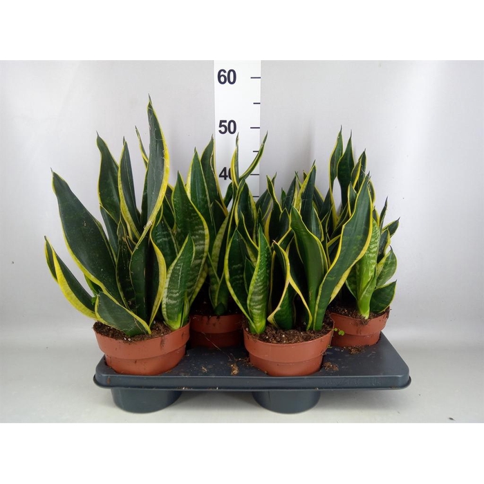 <h4>Sansevieria trifa. 'Futura Superba'</h4>