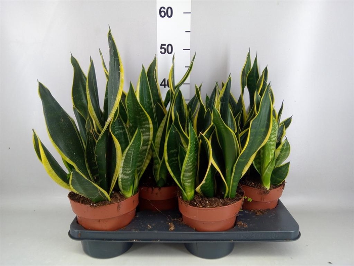 <h4>Sansevieria trifa. 'Futura Superba'</h4>