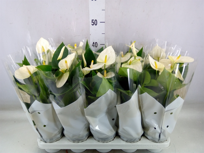 <h4>Anthurium andr. 'Cocos'</h4>