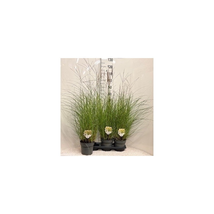 <h4>Miscanthus sin. 'Kleine Silberspinne' P19</h4>