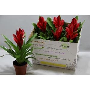 Vriesea Intenso Red 12Ø 36cm