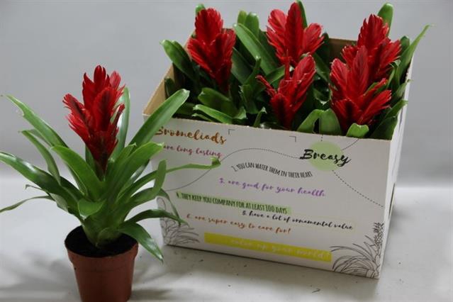 Vriesea Intenso Red 12Ø 36cm