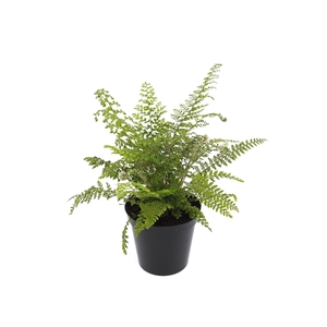 Polystichum set. 'Herrenhausen' ES11 0,7l