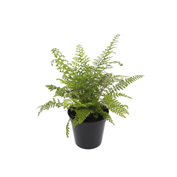 <h4>Polystichum set. 'Herrenhausen' ES11 0,7l</h4>