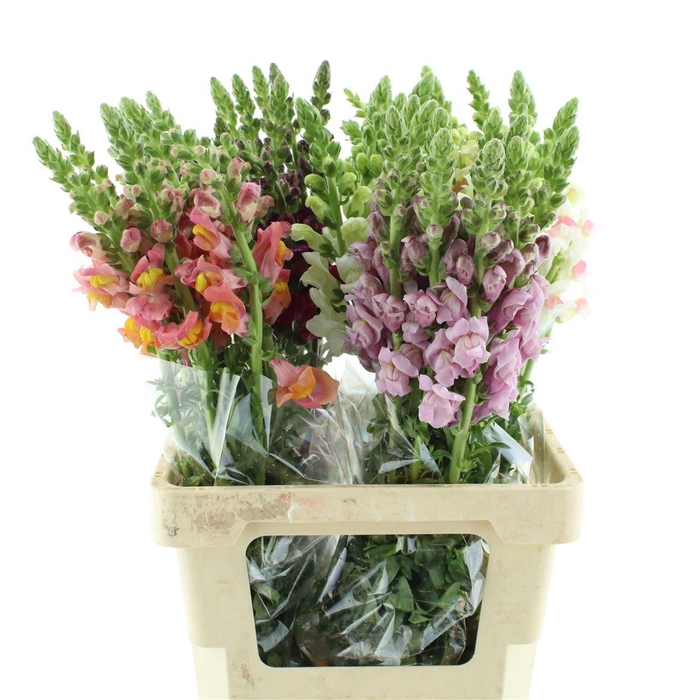 <h4>Antir Op Mix</h4>