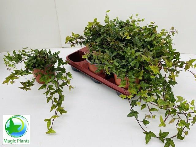 <h4>HED HE SHAMROCK</h4>